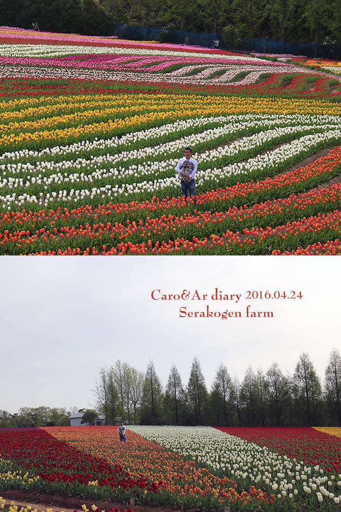 世羅高原農場チューリップ祭♪