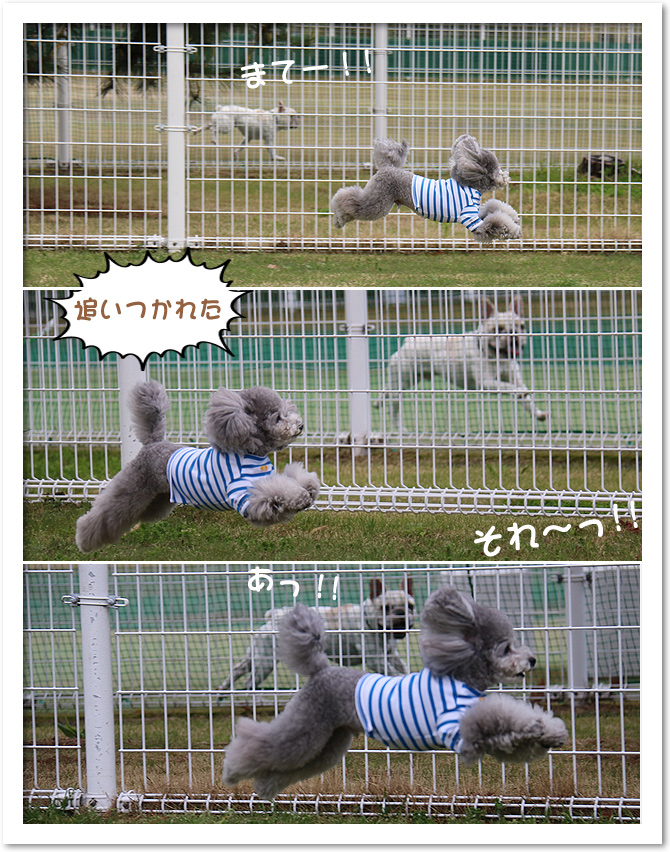 ビワドッグ ♪・・・Dog run編