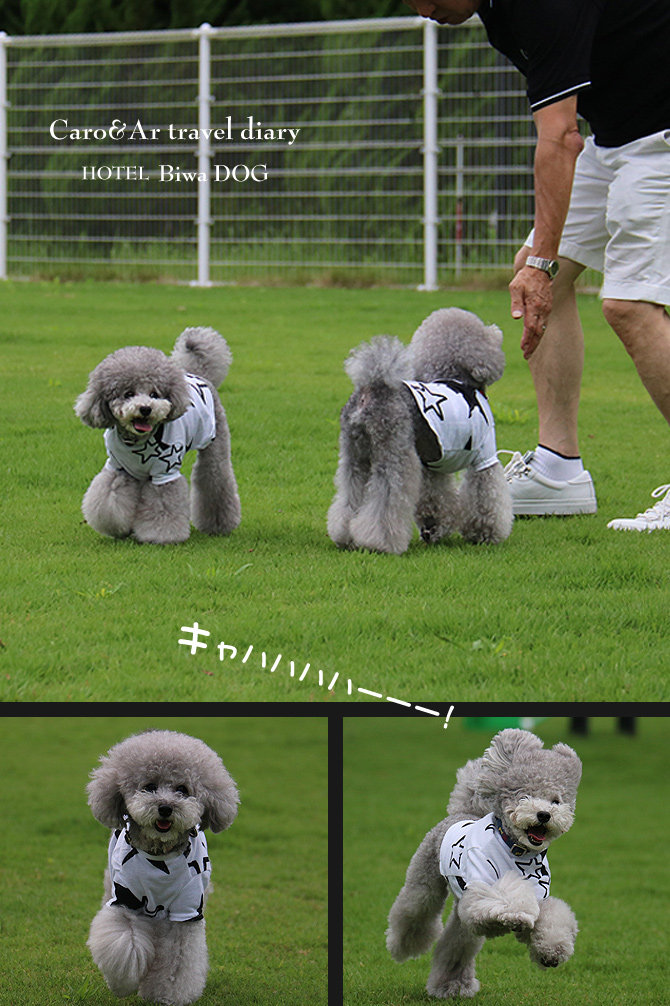 ビワドッグ ♪・・・Dog run編