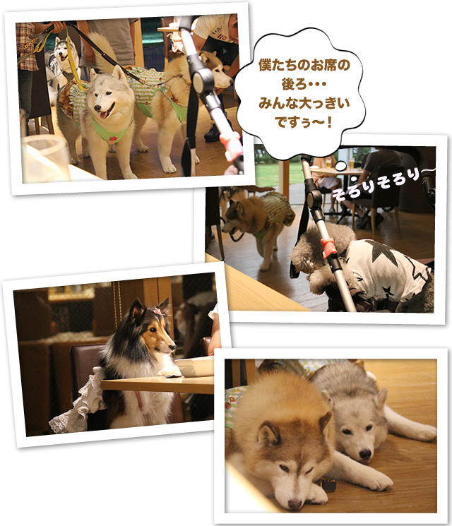 ビワドッグ ♪・・・Dinner