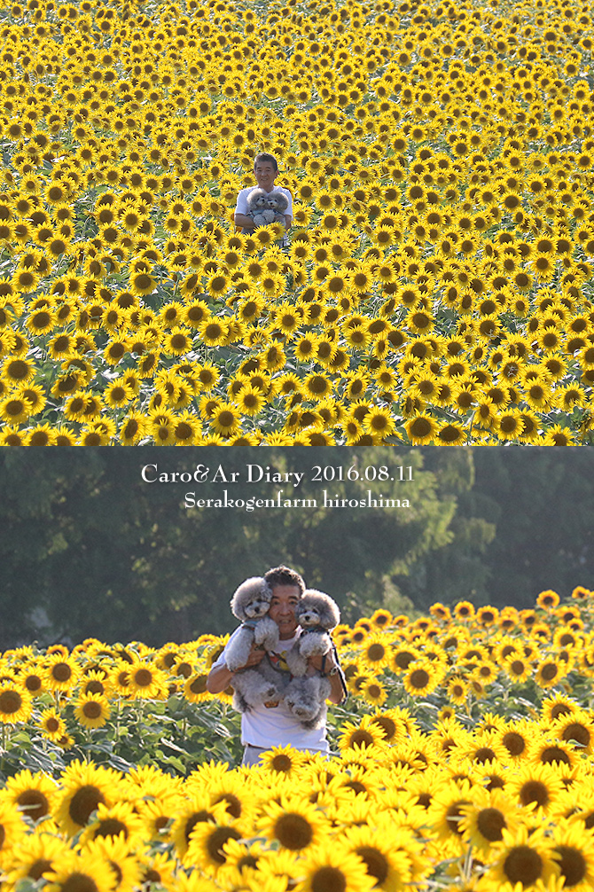 ひまわり畑♪