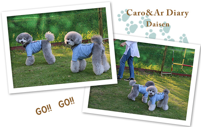 ダーーシュ！！