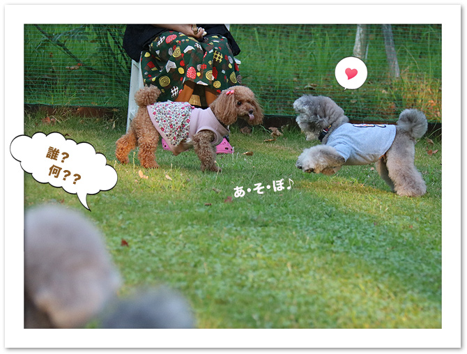 ドッグランで・・・ ♪