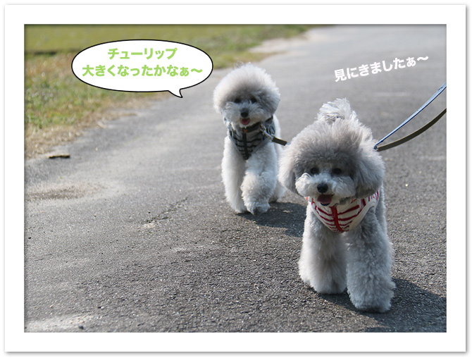 チューリップ♪ 大きくなってるかな〜