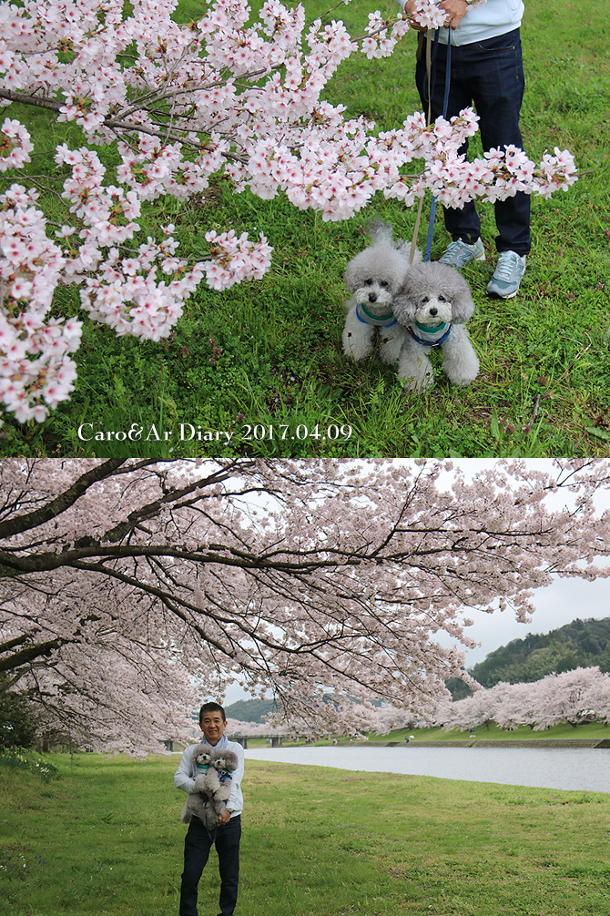 桜ってすごいなぁ〜！！