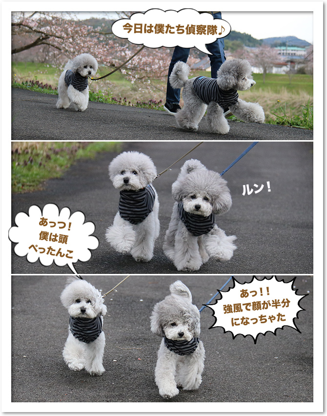 弾丸お花見偵察隊・・・三刀屋川河川敷編