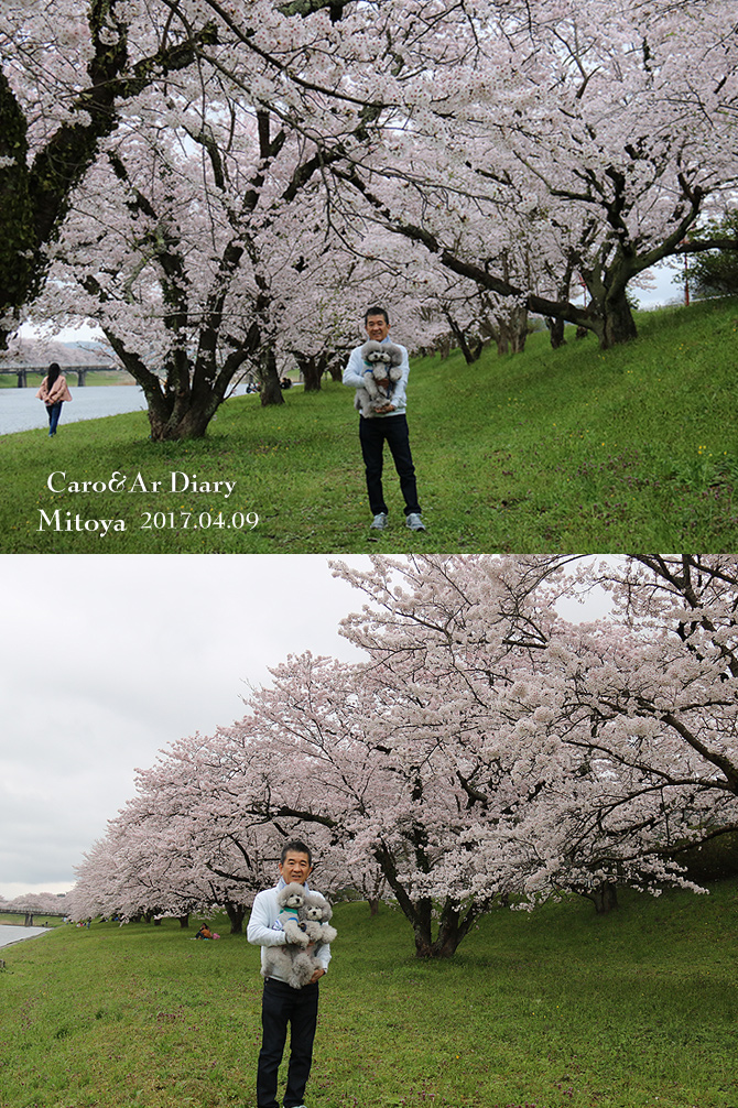 弾丸お花見本番・・・三刀屋川河川敷編