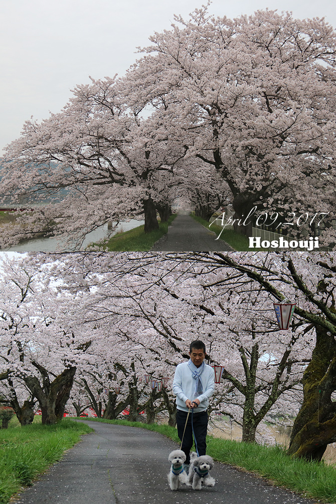 弾丸お花見本番・・・法勝寺川土手の桜並木編