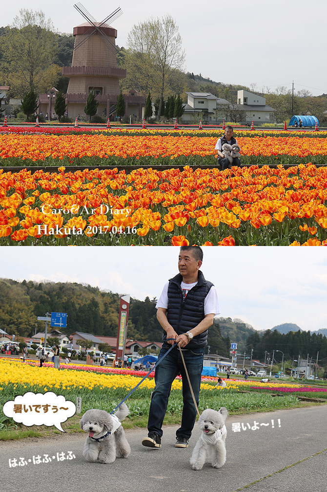 チューリップ畑探検隊♪