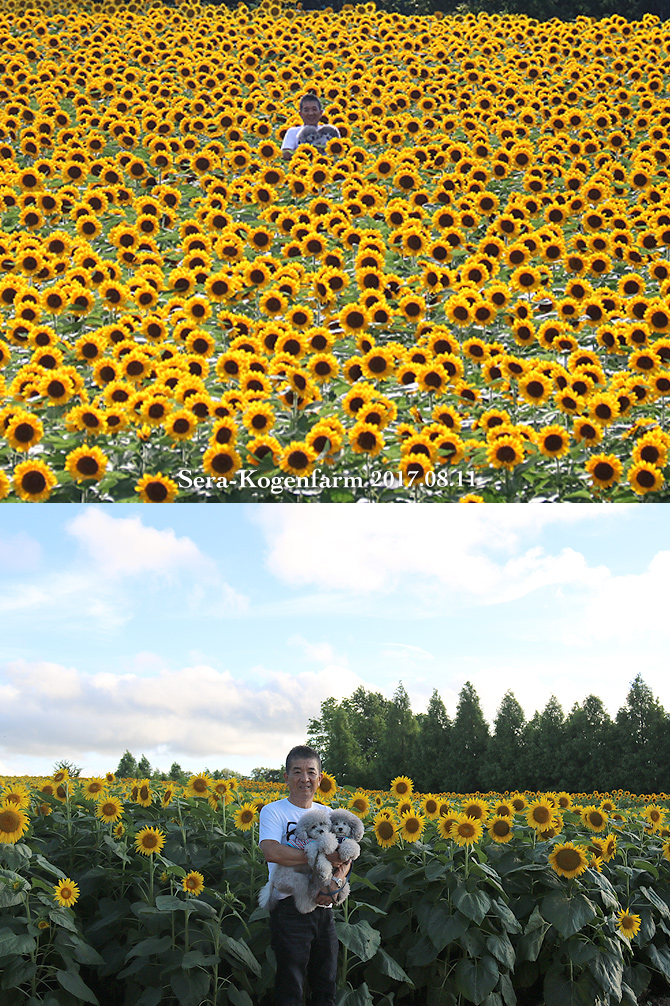 ひまわり満開♪