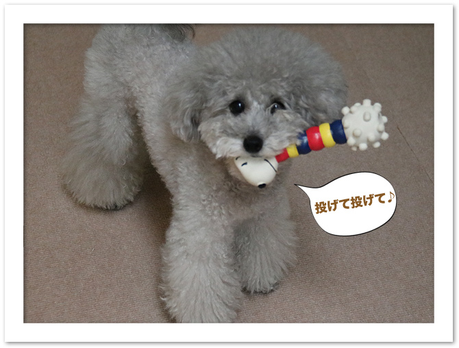 ダッシュのカーロ♪