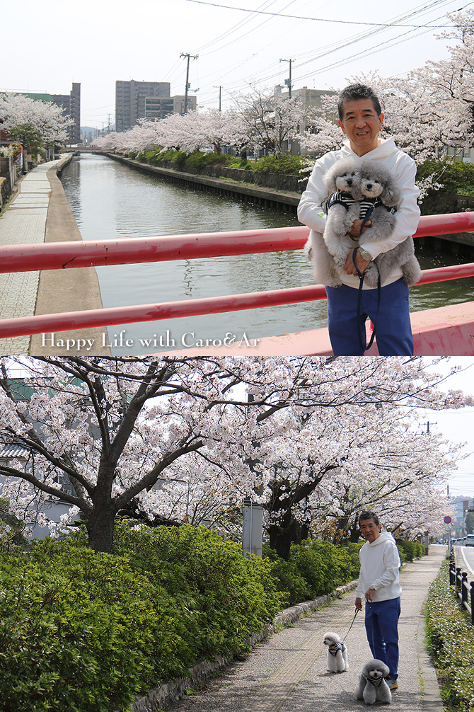 弾丸お花見・・・旧加茂川沿い