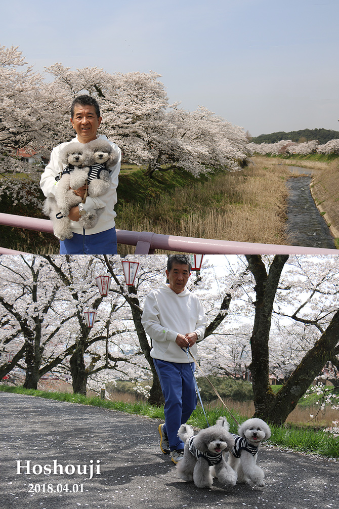 弾丸お花見・・・法勝寺川土手の桜並木