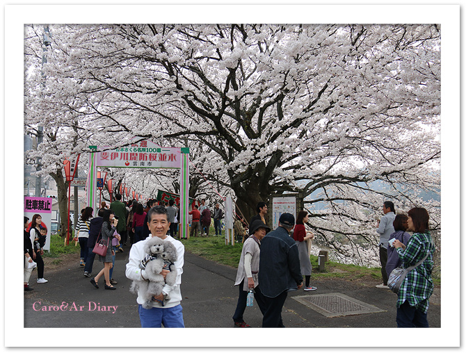 弾丸お花見・・・斐伊川堤防の桜並木