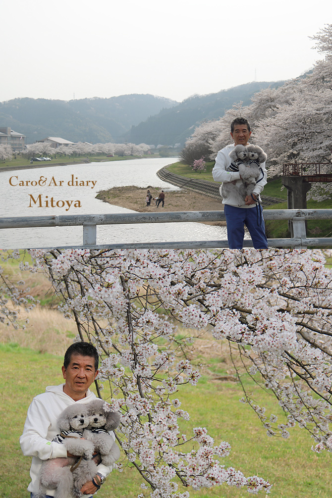 弾丸お花見・・・三刀屋川河川敷
