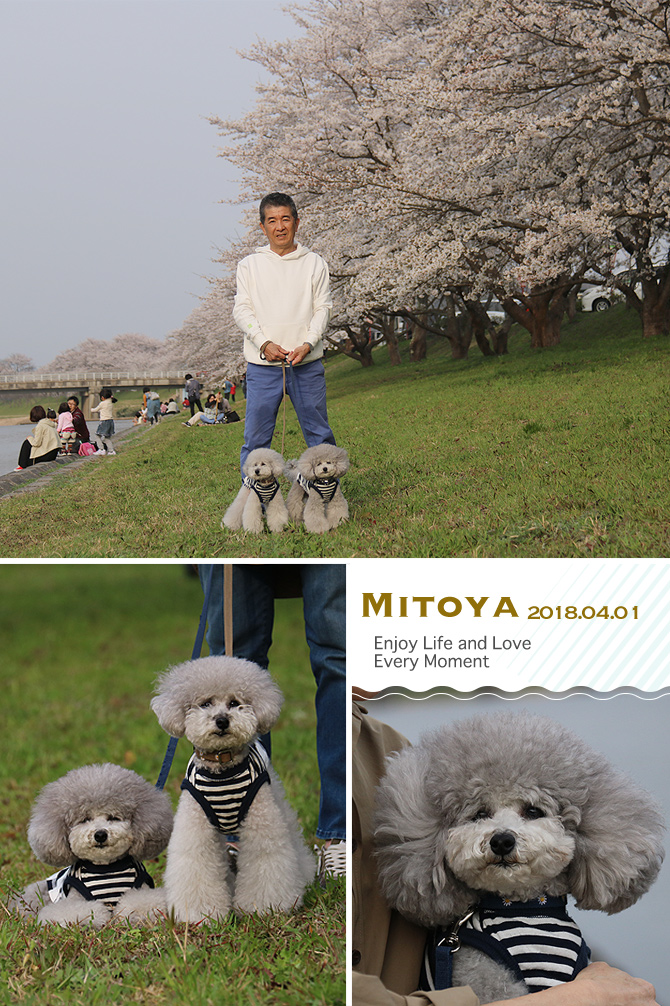 弾丸お花見・・・三刀屋川河川敷つづき