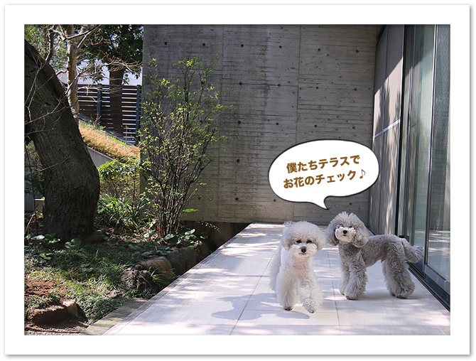 我が家の春のお庭♪