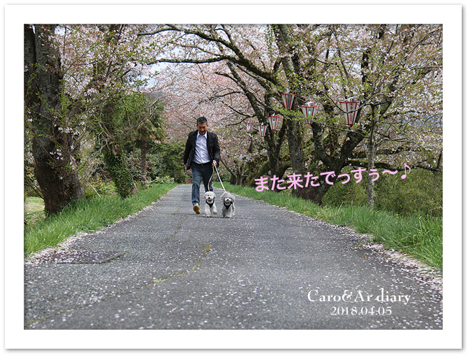 チューリップ♪