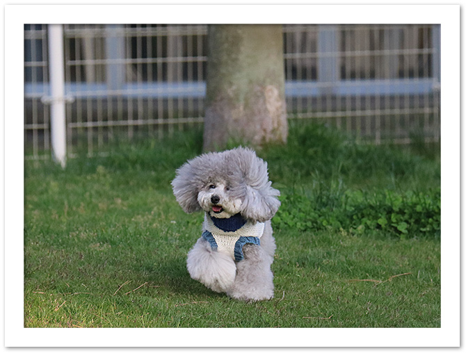 ビワドッグ ♪・・・Dog run