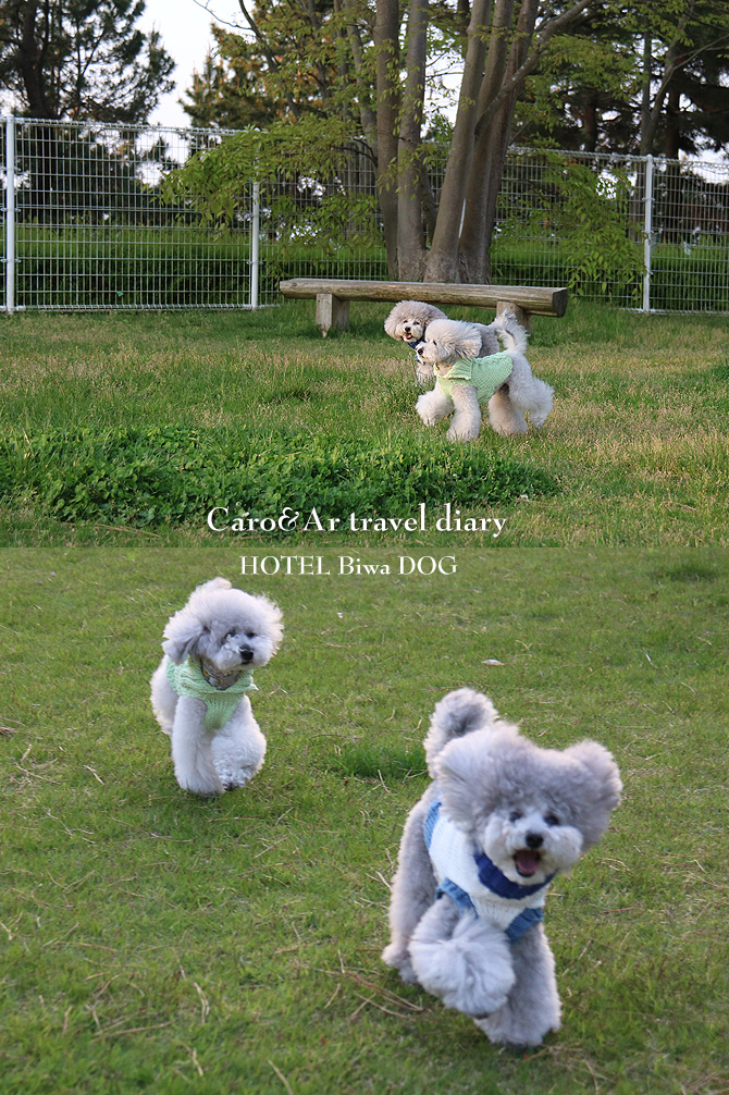 ビワドッグ ♪・・・Dog run編つづき